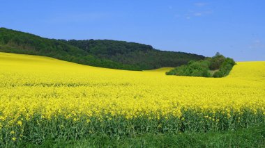 Blooming rapeseed on Ukrainian fields. Agricultural industry of Ukraine. Under the blue sky. Ukrainian peace. Floral backgroud for phones and tablets.  clipart