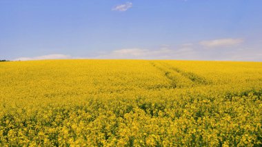 Ukrayna topraklarında açan kolza tohumu. Ukrayna 'nın tarım endüstrisi. Mavi gökyüzünün altında. Ukrayna barışı. Telefon ve tabletler için çiçek arkaplanı. 