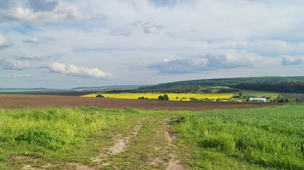 Blommande Raps Ukrainska Fält Ukrainas Jordbruksindustri Den Blå Himlen Ukrainsk — Stockfoto