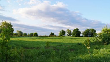Ukrayna barışı. Saha yolu. Brzezany bölgesindeki Verbiv köyünün yakınlarında yaz sabahı. Telefon ve tabletler için doğal arkaplan. 