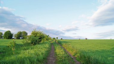 Ukrayna barışı. Saha yolu. Brzezany bölgesindeki Verbiv köyünün yakınlarında yaz sabahı. Telefon ve tabletler için doğal arkaplan. 