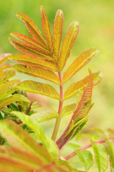 Texture Forme Des Feuilles Dans Nature Couleurs Chaudes Ensoleillées Dans — Photo