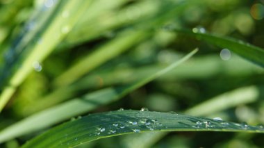 Çimlere çiy damlaları düşer. Su damlacıklarındaki güneş. Su damlalarında güneşli bir sabah. Basit doğal çizgiler.. 
