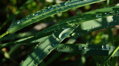 Çimlere çiy damlaları düşer. Su damlacıklarındaki güneş. Su damlalarında güneşli bir sabah. Basit doğal çizgiler.. 