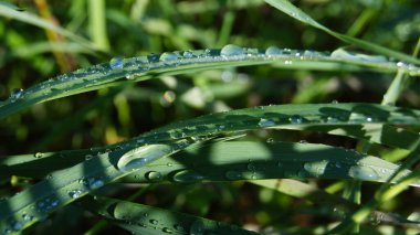 Çimlere çiy damlaları düşer. Su damlacıklarındaki güneş. Su damlalarında güneşli bir sabah. Basit doğal çizgiler.. 
