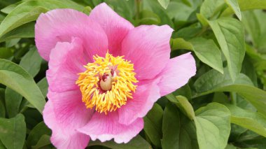 Ağaç şakayığı. Pembe şakayıklar. Telefon ve tabletler için çiçekli arka plan. Ukrayna yaz çiçekleri. Şakayık buketleri. 