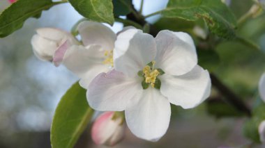 Elma çiçekli Ukrayna. Ukrayna barışı. Mayıs ayında elma bahçesi. Telefon ve tabletler için doğal arkaplan.