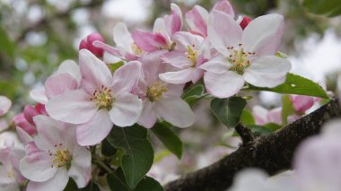 Elma çiçekli Ukrayna. Ukrayna barışı. Mayıs ayında elma bahçesi. Telefon ve tabletler için doğal arkaplan.