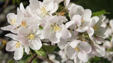 Elma çiçekli Ukrayna. Ukrayna barışı. Mayıs ayında elma bahçesi. Telefon ve tabletler için doğal arkaplan.