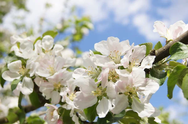 Elma çiçekli Ukrayna. Ukrayna barışı. Mayıs ayında elma bahçesi. Telefon ve tabletler için doğal arkaplan.