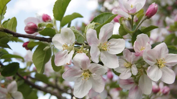 Elma çiçekli Ukrayna. Ukrayna barışı. Mayıs ayında elma bahçesi. Telefon ve tabletler için doğal arkaplan.