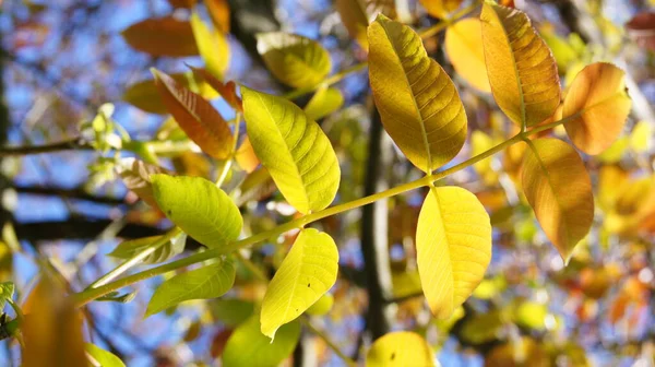 Couleurs Chaudes Des Feuilles Printemps Dans Nature Structure Texture Dans — Photo