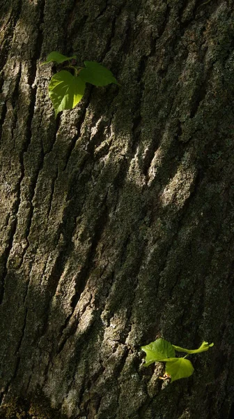 Кора Старого Дерева Солнечные Лучи Прорываются Сквозь Верхушки Деревьев Старом — стоковое фото