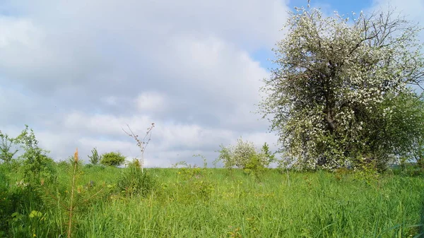 春のウクライナの庭園 ウクライナの色 ウクライナの平和 開花期のウクライナの庭園 早春の果樹園 携帯電話やタブレット用のリンゴの木の開花の背景 — ストック写真