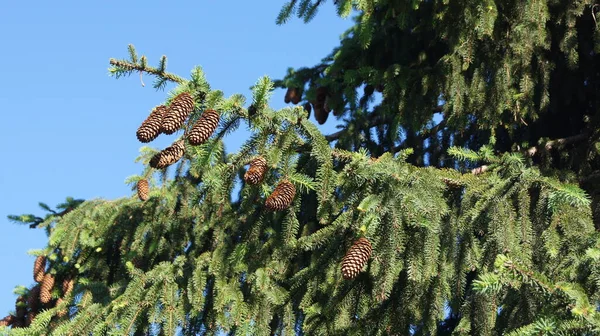 Kerstboom Takken Met Kegels Achtergrond Met Naaldbomen Takken Voor Telefoons — Stockfoto