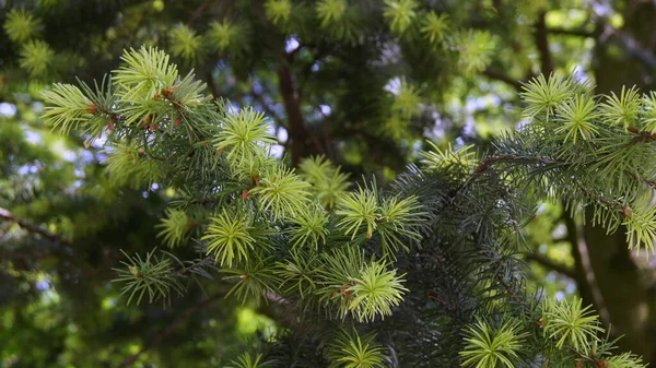 에버그린 우크라 이나의 침엽수림 — 스톡 사진