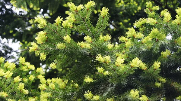 Young coniferous branche. Evergreen tree area. Coniferous forests of Ukraine.