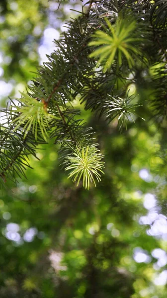 Young Coniferous Branche Evergreen Tree Area Coniferous Forests Ukraine — Stock Photo, Image