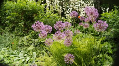 Ukrayna 'nın çiçekleri. Bitkiler ve çiçekler krallığında. Çiçeklerin bölgesi. Buketler için kır çiçekleri. 