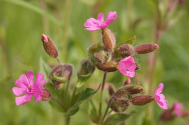 Kırmızı çiçekli, cesur. Yaz kır çiçekleri. Telefon ve tablette özgeçmiş için kır çiçekleri. 