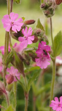 Kırmızı çiçekli, cesur. Yaz kır çiçekleri. Telefon ve tablette özgeçmiş için kır çiçekleri. 