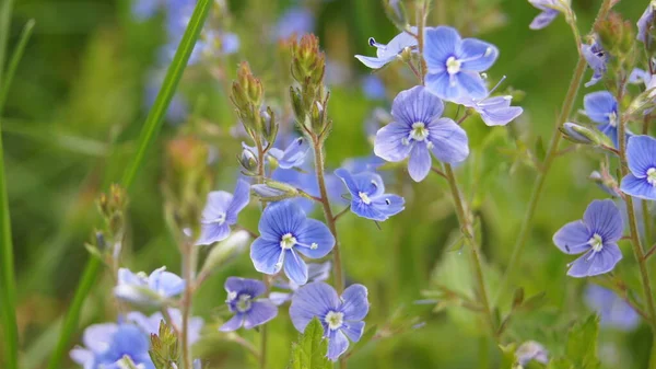Speedwell Woodlands Ukhttps Www Woodlands 一般に スピードウェルは中小規模の植物であり いくつかは毎年 いくつかは多年生です 彼らの青い花は最初の花の一つです — ストック写真