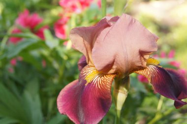 Iris unguicularis (124; Cezayirli iris / RHS Gardeninghttps: / www.rhs.org.uk Detailss.uk Diğer yaygın ismiyle Iris stylosa Family Iridaceae Genus Iris, dar yapraklı ve dikey yapraklı ve soğanlı olabilir ...