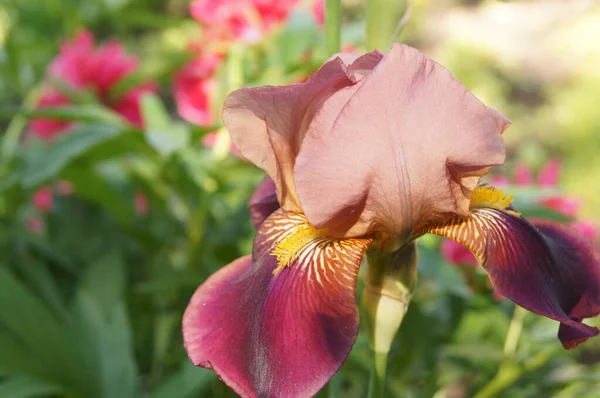 Iris Unguicularis Algerijnse Iris Rhs Gardeninghttps Www Rhs Org Detailsandere — Stockfoto