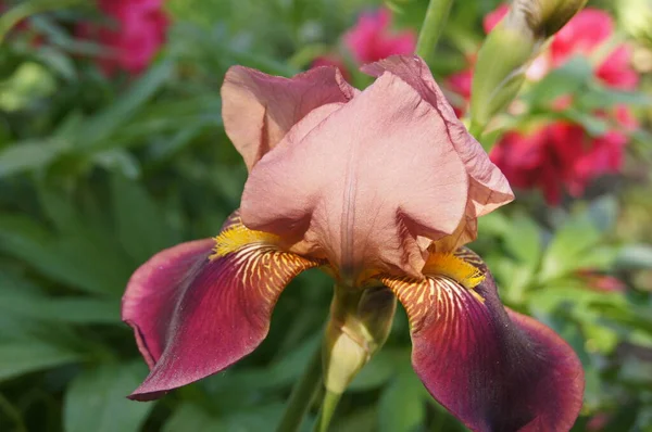 Iris Unguicularis Alžírská Duhovka Rhs Gardeninghttps Www Rhs Org Podrobnostijiné — Stock fotografie