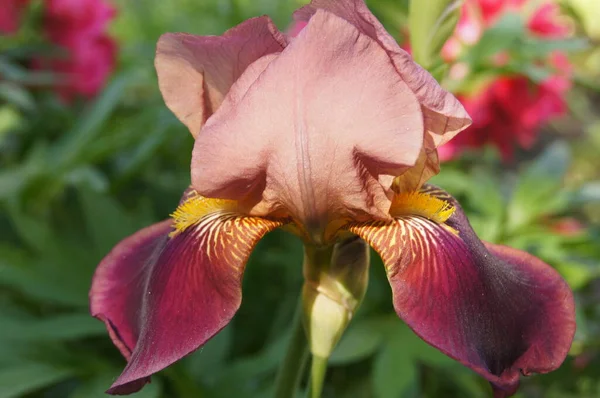 Iris Unguicularis Jalá Iris Argelino Rhs Gardeninghttps Www Rhs Org —  Fotos de Stock