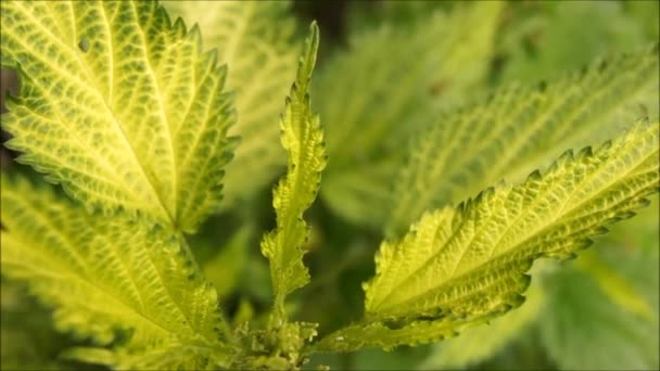 植物叶子的结构和形状 几何在自然界中 湿绿叶 凯莉雨落在绿叶上 — 图库视频影像