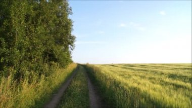 Alanın sonu. Gelecekteki buğday hasadı. Ukrayna tarlalarında öten kuş. Ukrayna barışı. 