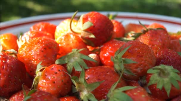 Fresas Maduras Cosechadas Fresas Maduras Baya Ucraniana — Vídeo de stock