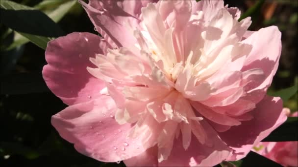 Ett Blomsterparadis Bakgrund Med Pioner Sommarblomstersäng Ukrainska Rabatten — Stockvideo