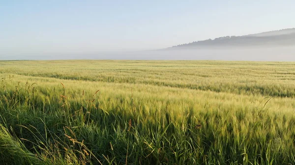 道は畑の上だ コムギ畑を耕す 霧の朝だ 晴れた朝 — ストック写真