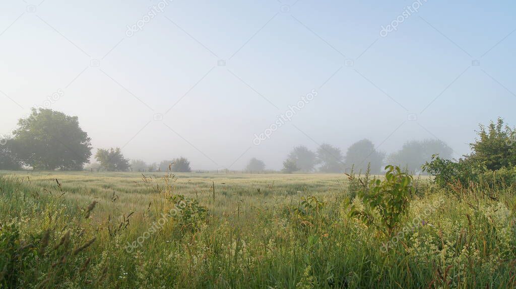Road vy the field. Ripening wheat field. Foggy morning. Sunny morning. 