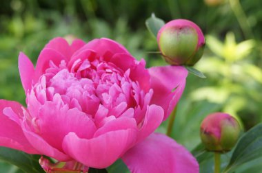 Pembe şakayık. Ukrayna çiçekleri. Yaz çiçekleri. 