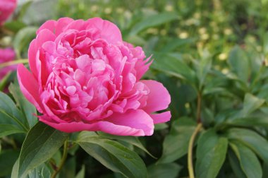 Pembe şakayık. Ukrayna çiçekleri. Yaz çiçekleri. 