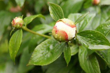Pembe şakayık. Ukrayna çiçekleri. Yaz çiçekleri. 
