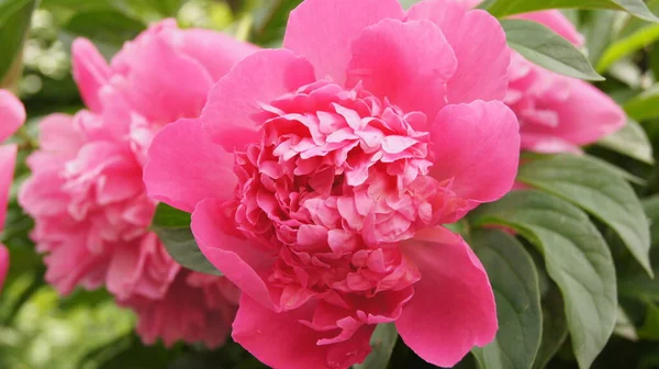 Różowa Piwonia Ukraińskie Kwiaty Kwiaty Letnie — Zdjęcie stockowe
