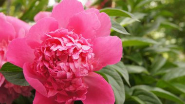 Pembe şakayık. Ukrayna çiçekleri. Yaz çiçekleri. 