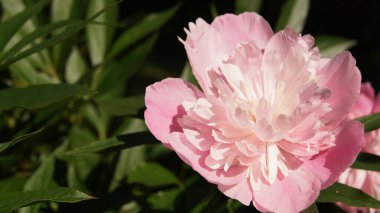 Pembe şakayık. Ukrayna çiçekleri. Yaz çiçekleri. 