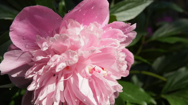 ピンクの牡丹 ウクライナの花 夏の花 — ストック写真