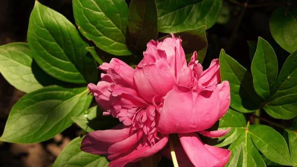Peonía Rosa Flores Ucranianas Flores Verano — Foto de Stock