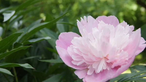 Peônia Rosa Flores Ucranianas Flores Verão — Fotografia de Stock