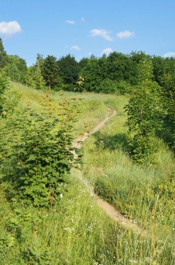  Orman yolu. Yaz güneşli bir sabah. Orman doğası. Yeşil gezegen. 