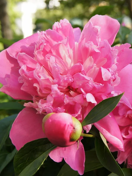 Pivoine Rose Fleurs Ukrainiennes Fleurs Été Jardin Fleurs Ukrainien Planète — Photo