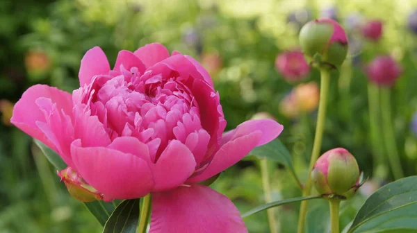Peônia Rosa Flores Ucranianas Flores Verão Jardim Flores Ucraniana Planeta — Fotografia de Stock