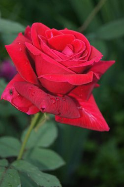 Kırmızı gül. Ukrayna çiçek tarhı. Ukrayna 'nın çiçekleri. Canlı güllerin süpermarketi. 