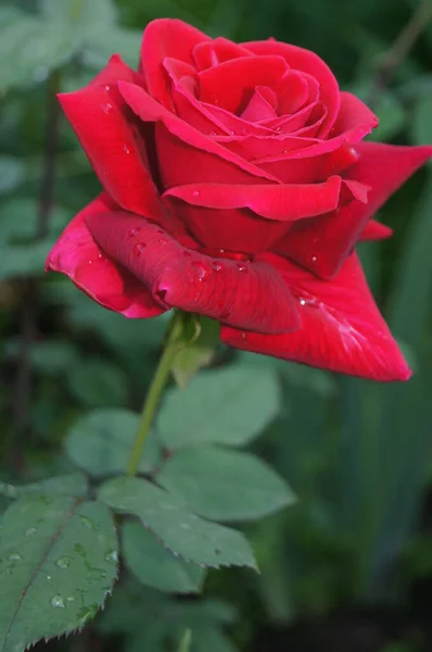 Rote Rose Ukrainisches Blumenbeet Blumen Der Ukraine Supermarkt Mit Lebenden — Stockfoto